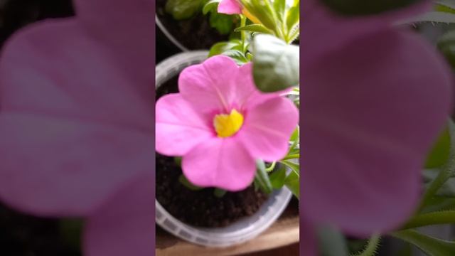 Калибрахоа Каблум розовая отлично цветет!!! смотреть онлайн