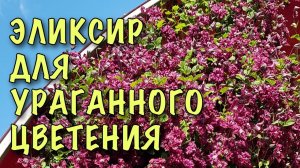 ХВАТИТ МУЧИТЬ КЛЕМАТИСЫ! Пролейте их МОЛОКОМ! Превратятся В МОЩНЫЕ ЛИАНЫ С ЦВЕТАМИ!