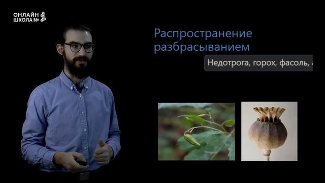 Распространение плодов и семян. Урок 14. Биология 6 класс смотреть онлайн