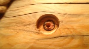 Самый лучший способ удаления смолы в парилке бани.