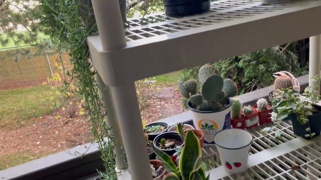 Bringing OUTSIDE Plants INSIDE! ♡ How to Bring Outside Plants in for Winter смотреть онлайн