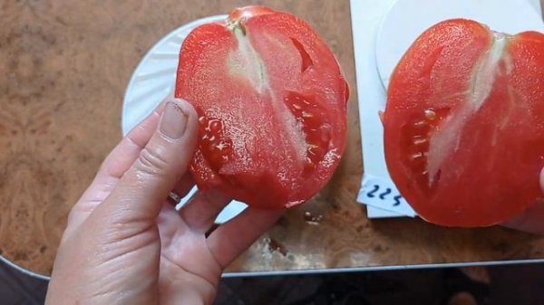 Томат Лигурия Краткий обзор