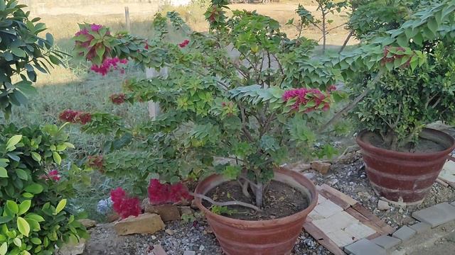 Bougainvillea Plant Winter Care Tips, Dark Pink Flowers in My Bougainvillea Plant, KK Home Gardenin смотреть онлайн