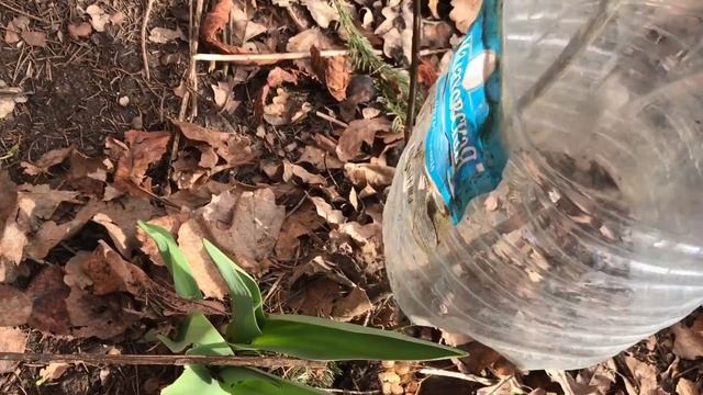 Раскрываю розы / разные способы укрытия / перезимовали все смотреть онлайн