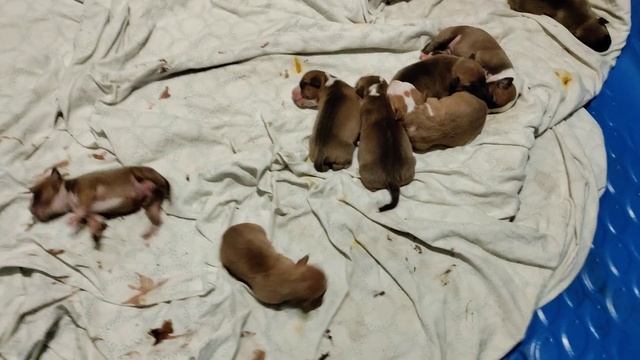 Another Breeding From Red Flu Kennels смотреть онлайн