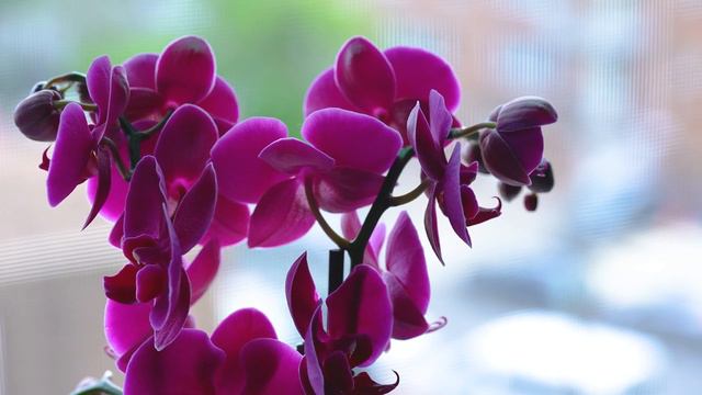 Orchid. Орхидея. смотреть онлайн