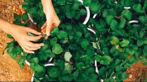 После каких овощей ? клубника завалит ягодой? После чего сажать клубнику