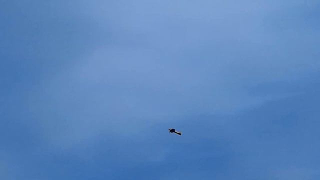 В небе модель Sbach 342 950 Next (тренер) / ALNADO