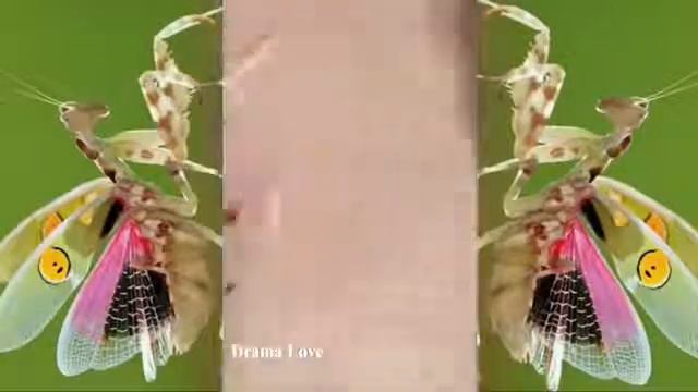 Relax squeezing out blackheads #45 Черные точки смотреть онлайн