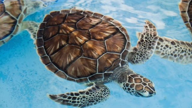 What does it mean to dream about Turtles - Meaning & Interpretation смотреть онлайн