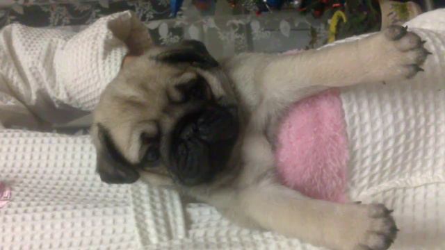 Наш милый Мопс смотреть онлайн