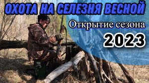 Охота на селезня весной  2023 г. С чучелами и манком.