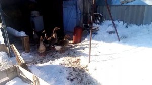 Драка гусаков, я разнимаю?, гуси крупные серые, содержание породистых гусей