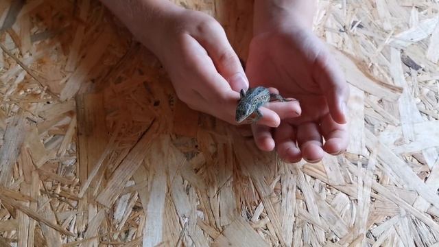 КАК ПРАВИЛЬНО ДЕРЖАТЬ В РУКАХ ПРЫТКУЮ ЯЩЕРИЦУ смотреть онлайн