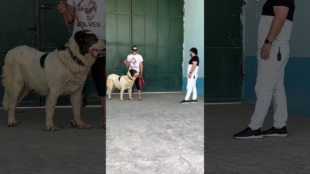 Небольшой обзор Питомника Пират друзьям из Китая ✊? смотреть онлайн