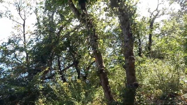 Обзор гостиницы гдинвуд (территория) Джугба смотреть онлайн