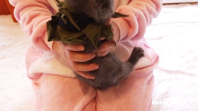 Новая одежда для кошечек Зефирки и Джессики | Костюм Шерифа и Разбойника смотреть онлайн