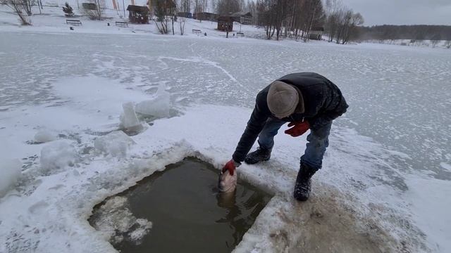 27.03 Рк Фишка Данилово, трофейный сом, зарыбление сомом, платная рыбалка, платник смотреть онлайн