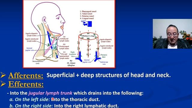 12. Lymphatic drainage of head and neck смотреть онлайн