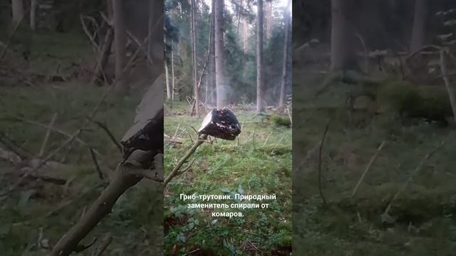 Гриб-трутовик. Заменитель спирали от комаров. смотреть онлайн