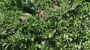 Ранній Кавун БОНТА від компанії Семініс .