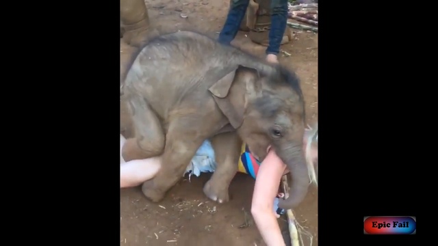 Слонику очень понравилась блондинка ) Elephant Liked The Blonde ))