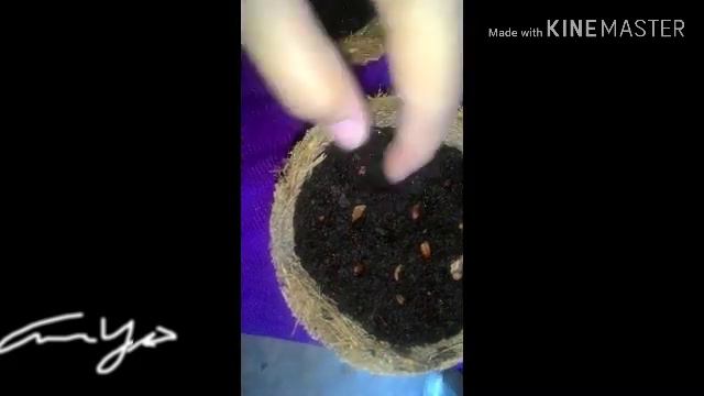 Growing Orange And Apples Seed.😘