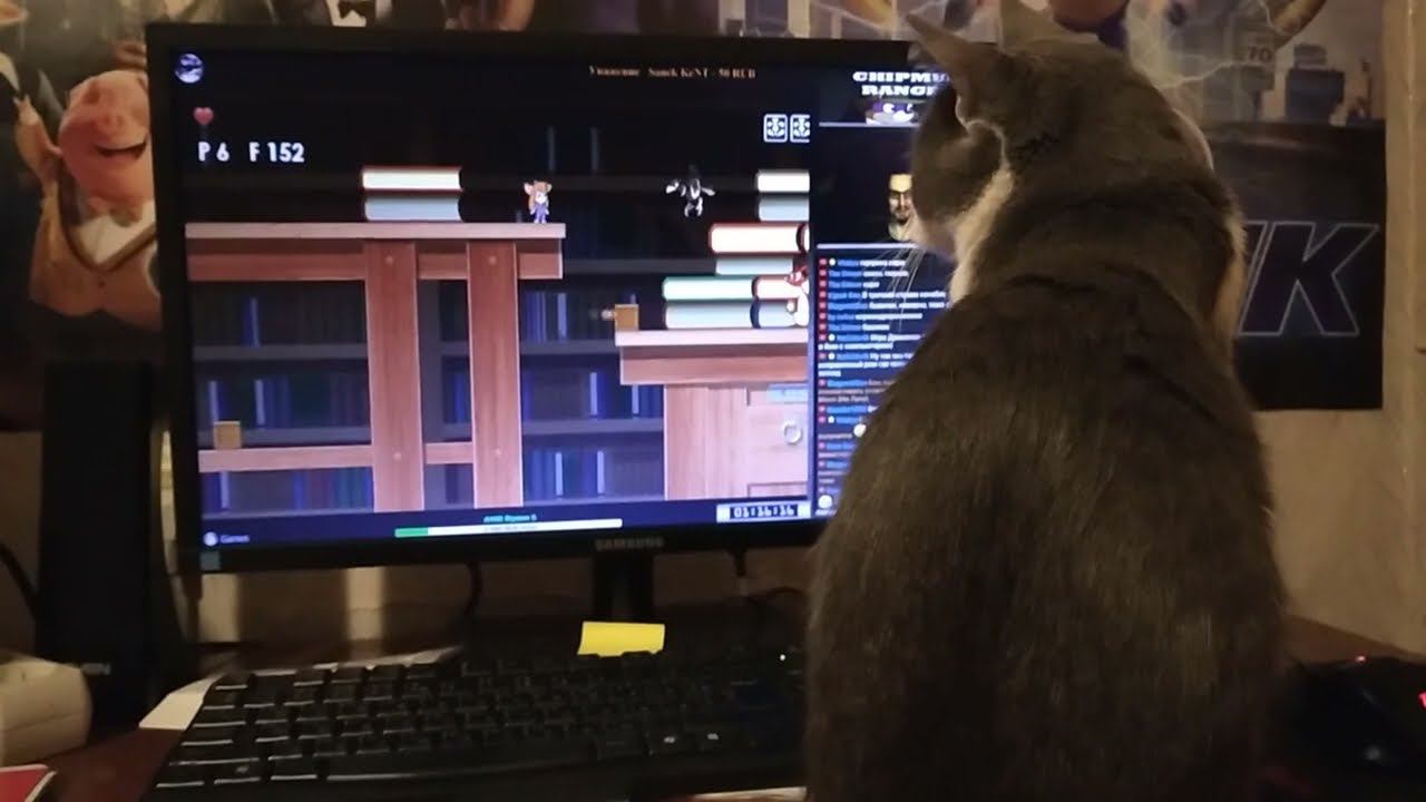 Мурка смотрит стрим) мышка Гаечка привлекла внимание кошки)) смотреть онлайн