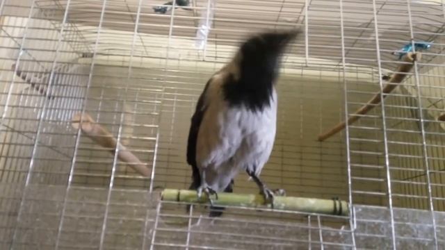 10 Самых Умных и Говорящих Птиц в Мире смотреть онлайн