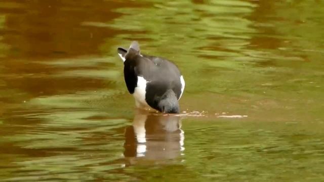 Кулик-сорока - Haematopus ostralegus смотреть онлайн