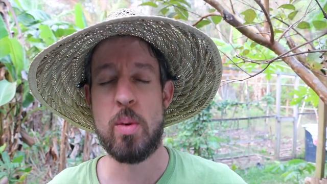 How to Germinate Jackfruit Seeds смотреть онлайн