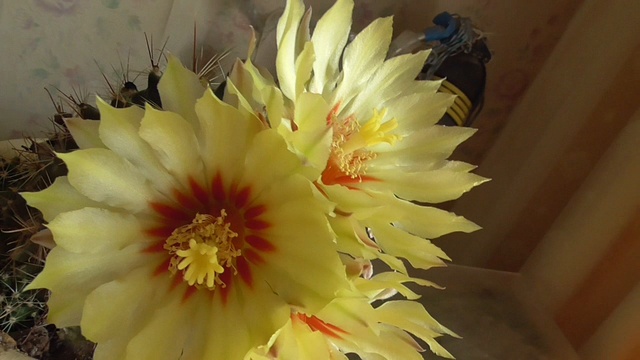 Цветёт кактус 31 августа 2018 года