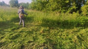 Lawn mowing with hogweed Alpina / Покос травы с борщевиком бензокосой Alpina