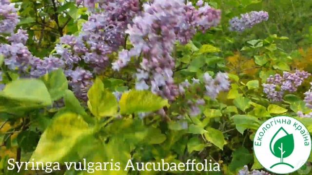 Сирень Аукубофолия. Бузок сортовий купити Україна. Syringa vulgaris Aucubaefolia. Саджанці бузка смотреть онлайн