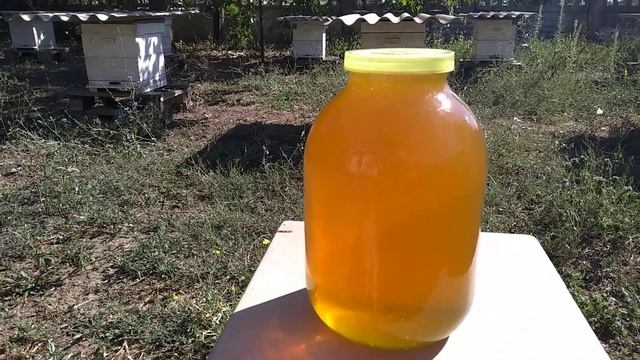 Вот такой он мед с софоры японской собранный нашими пчелками в 2021 году. смотреть онлайн