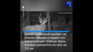 В Приморье запечатлели “романтичный” рев изюбря