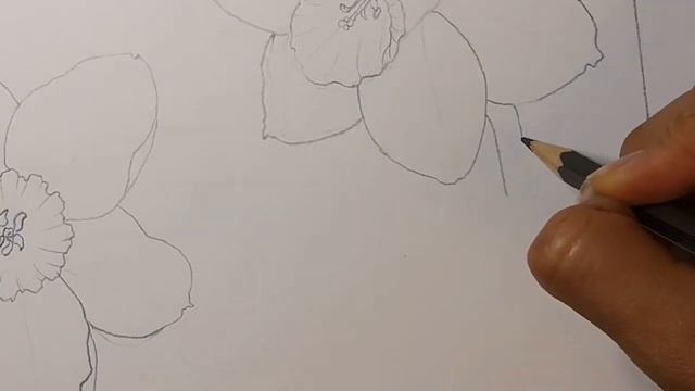 How to draw a daffodil or narcissus смотреть онлайн
