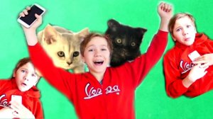 Кошки ПРОПАЛИ!!! Но интернет ДОРОЖЕ...