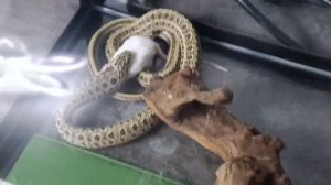 Кормление нашего Папуса. Змея кушает крысу