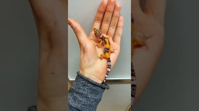 Что делать с инвалидами? Гекконы ищут дома🙏🏻 смотреть онлайн