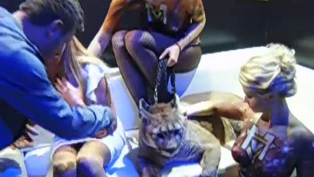 Все хотят сфотографироваться с пумой| 8 916 - 702-11-08 Москва смотреть онлайн