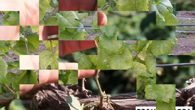 Дефицит на винограднику определение по листу вы будете знать что не хватает кусту винограда смотреть онлайн