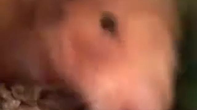 Хомячиха родила 1 день (видео отчёт) смотреть онлайн