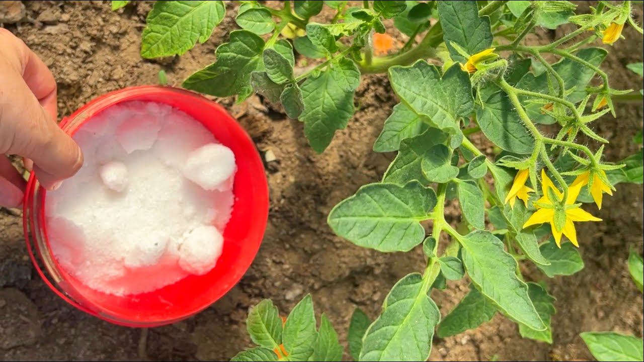 1 Литр под томаты и они прут как бешеные, даже дохлые вмиг заплодоносят, натуральная подкормка смотреть онлайн