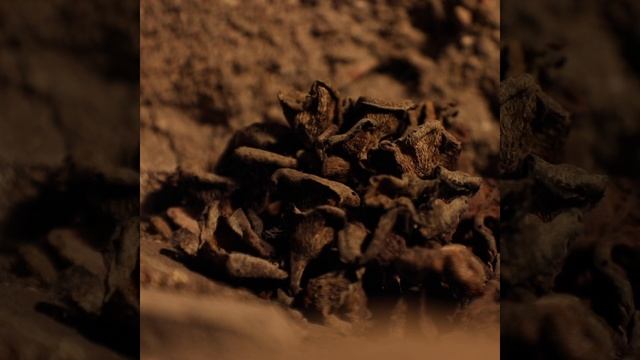 Tummatupaskynsikäs | Aboa Vetus svamp | Museum Fungus смотреть онлайн