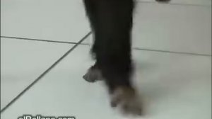 Riverdance monkeys remixed