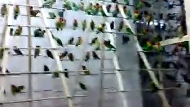 African Grey Parrot Psittacus Ertihacus jacko parrot bird смотреть онлайн