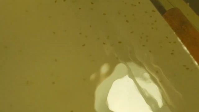 Дафния Моина разводной домашний корм для аквариумных рыб смотреть онлайн