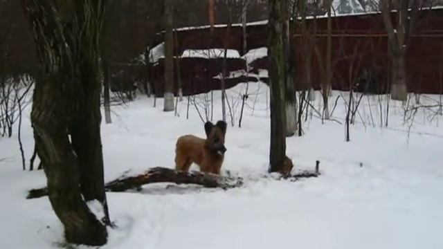 Бриар французская овчарка Briard смотреть онлайн