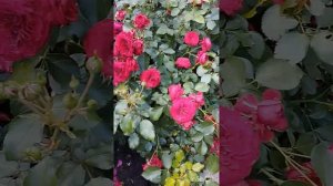 Цветение роз Coeurs de Vendee и Rotkappchen в саду на Южном Урале. Лето 2023.